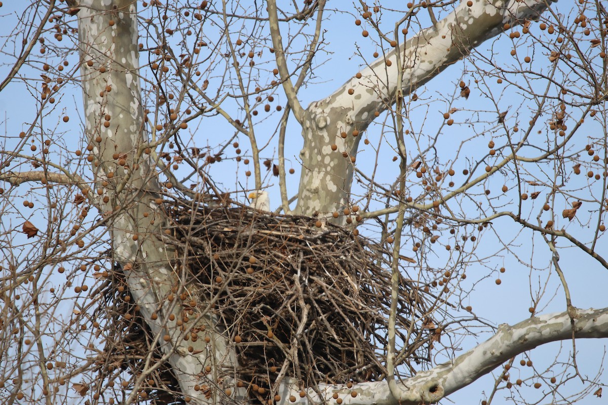 Bald Eagle - Cheryl Rosenfeld