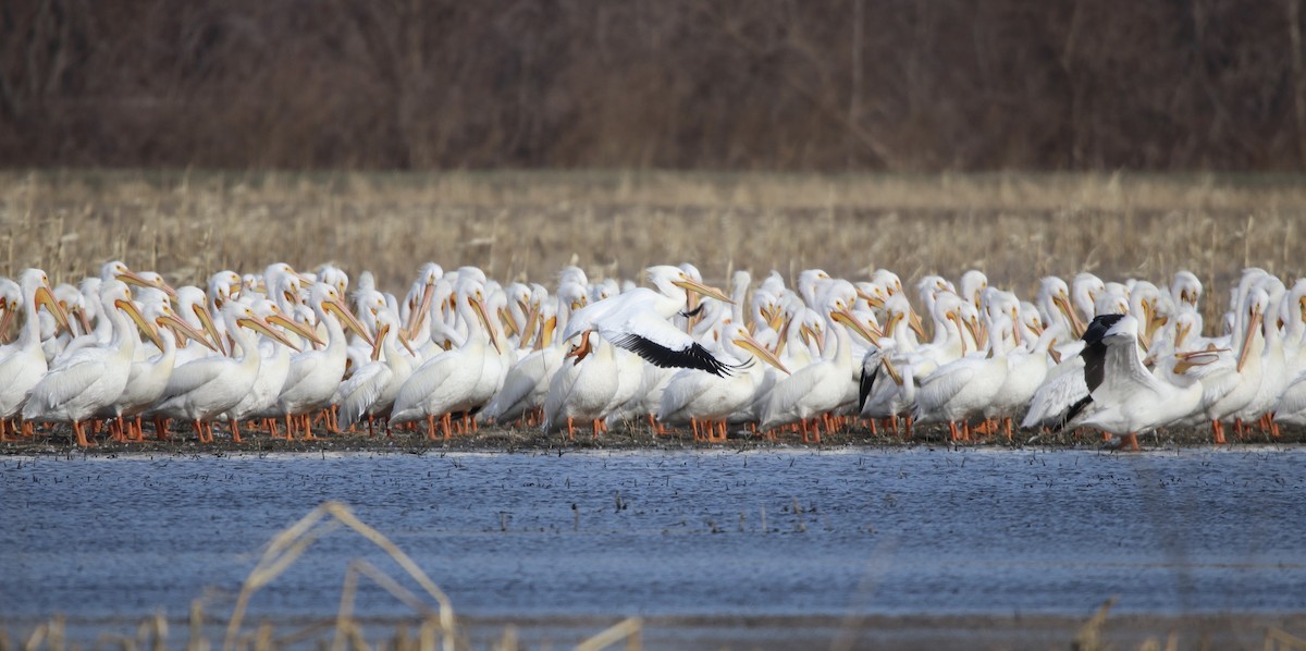American White Pelican - Cheryl Rosenfeld