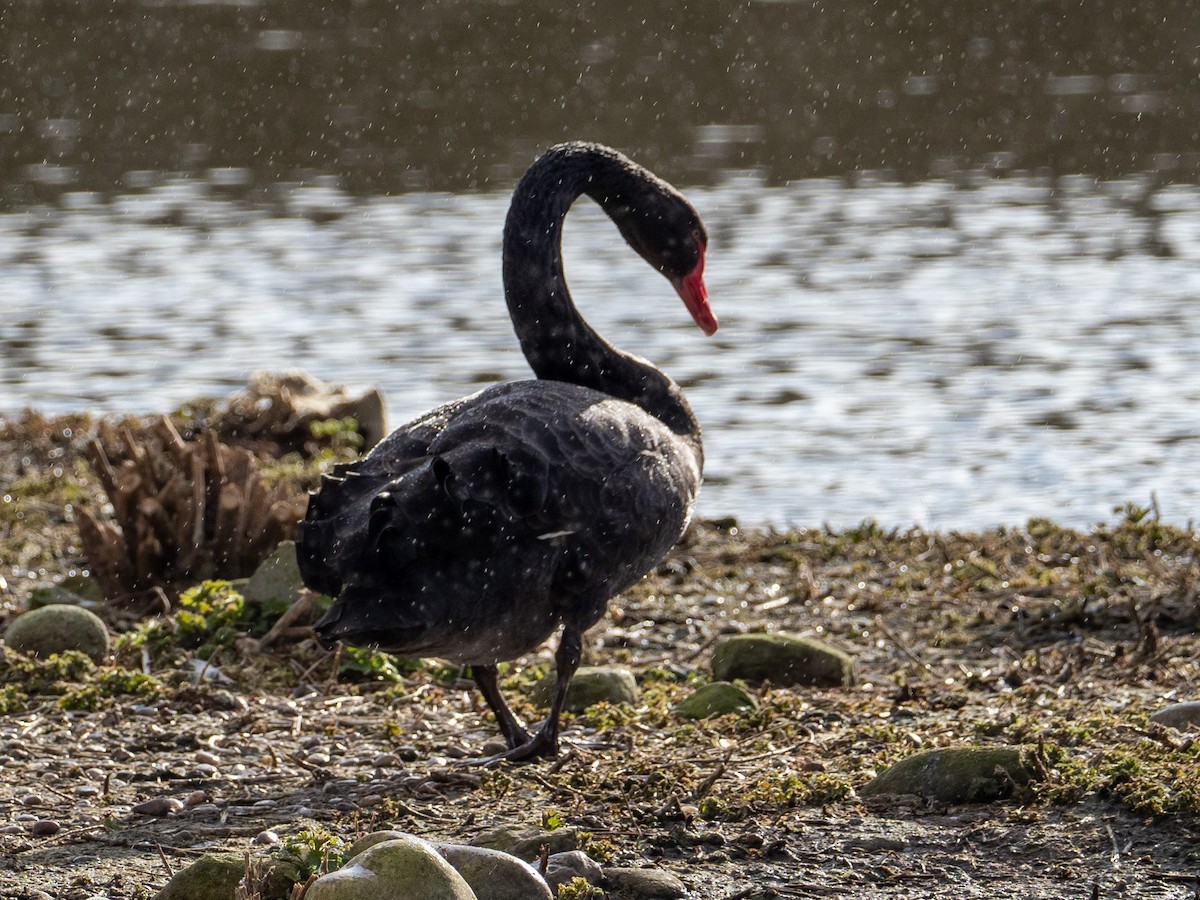 Black Swan - John Tebbet