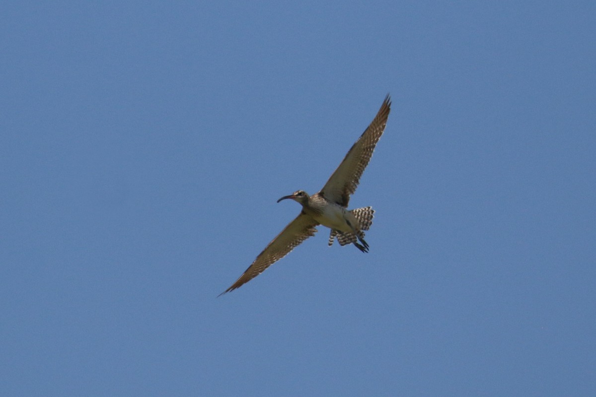 Whimbrel - ML214200761