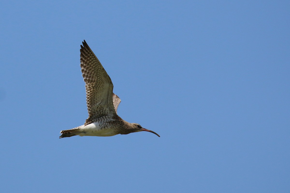 Whimbrel - ML214200771