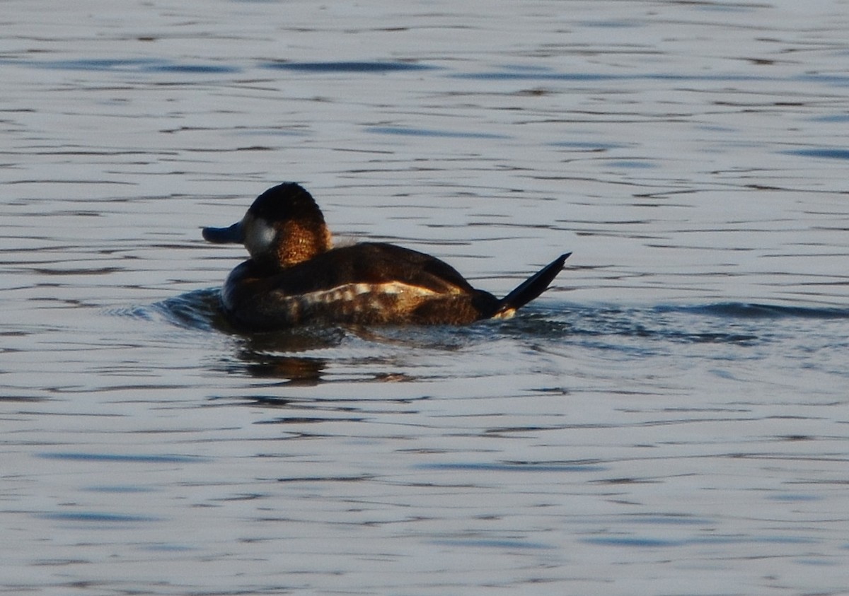 Ruddy Duck - ML214201561