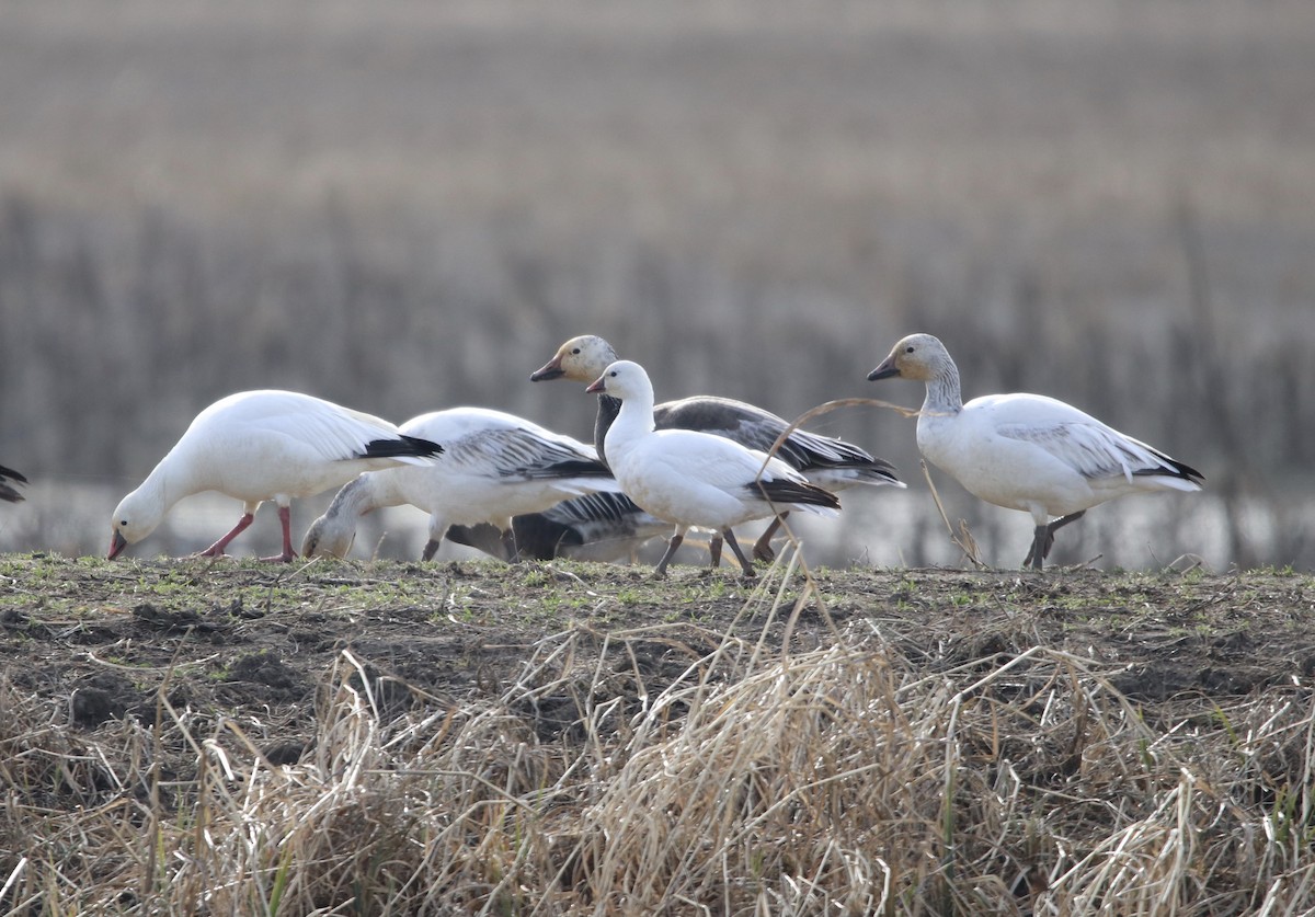 Ross's Goose - Cheryl Rosenfeld