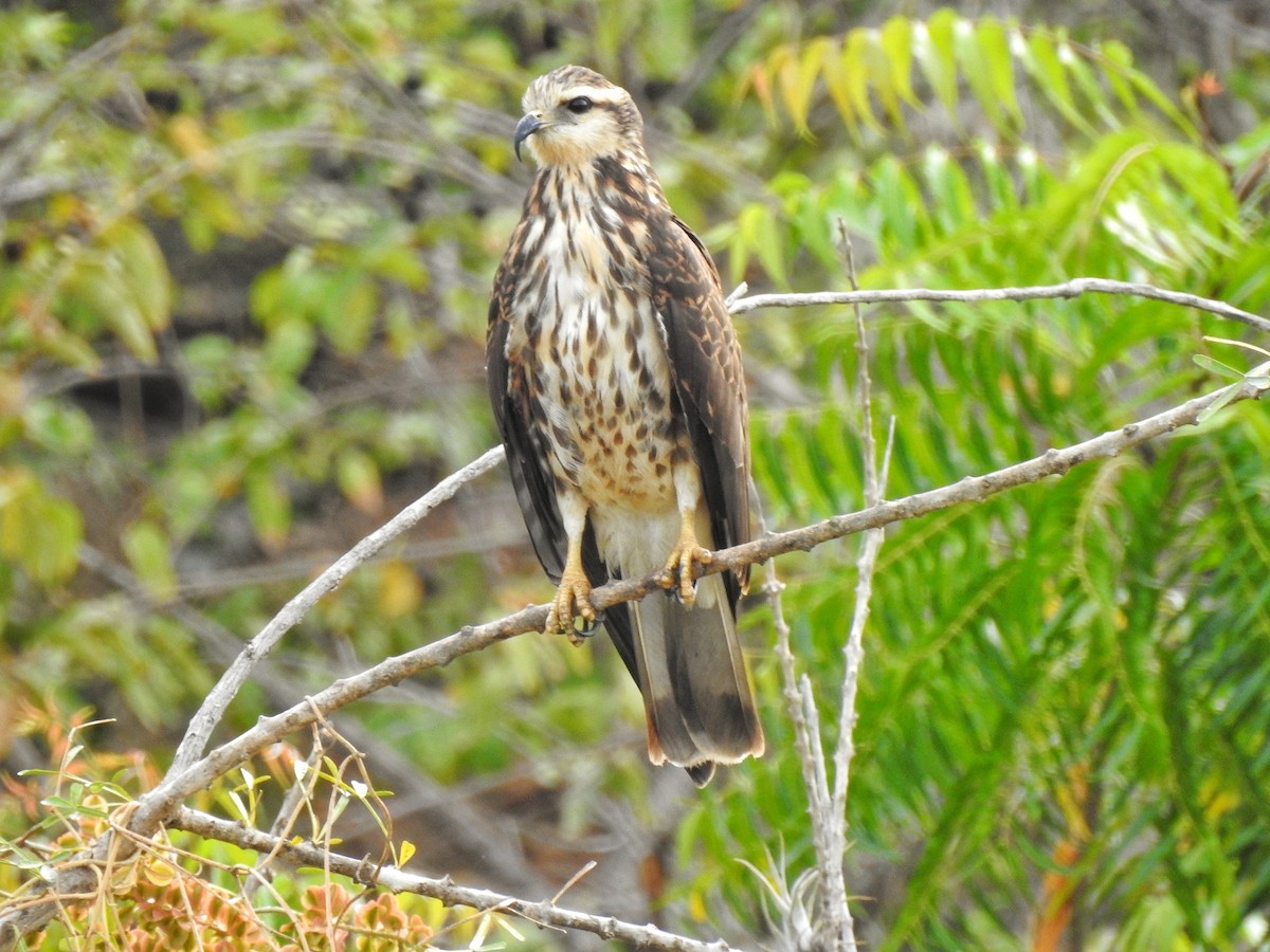 Schneckenbussard - ML214202751