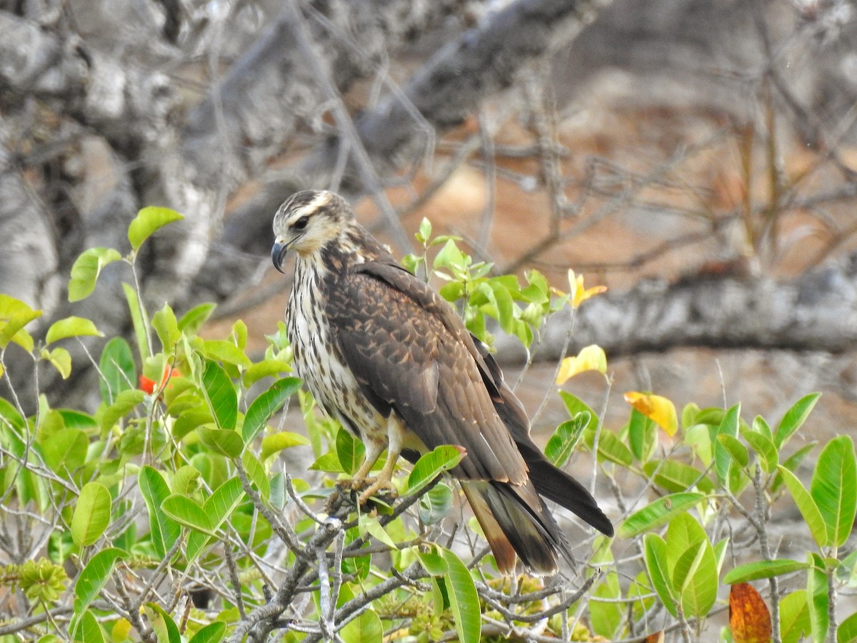 Snail Kite - ML214202771