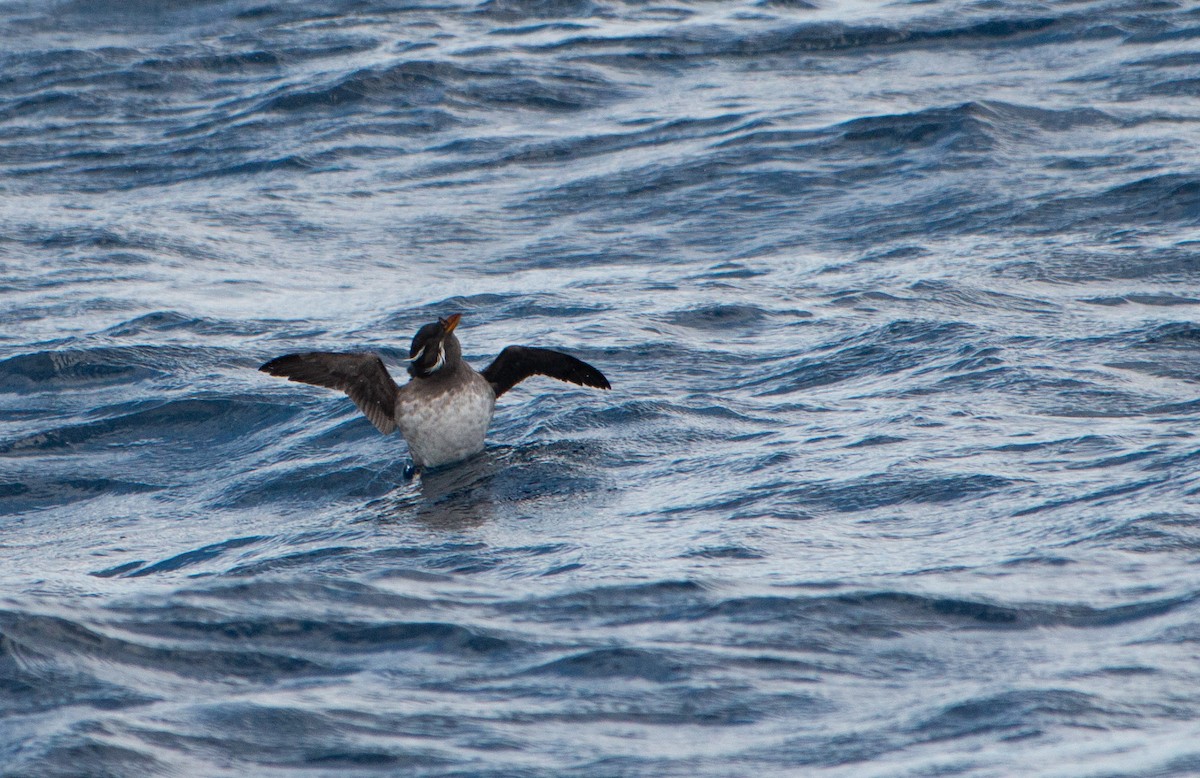 Rhinoceros Auklet - ML214203561