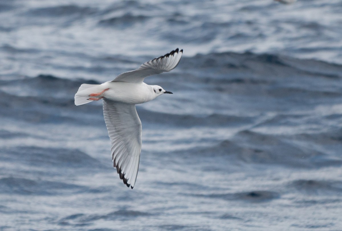 Bonaparte's Gull - ML214203851