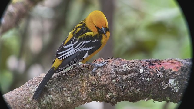 サバクムクドリモドキの剥製 900