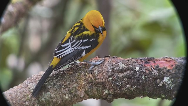 Streak-backed Oriole - ML214204431