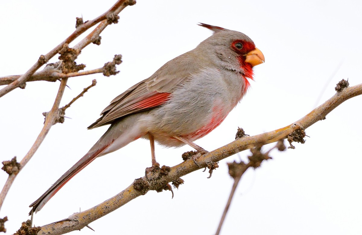Pyrrhuloxia - ML214204951