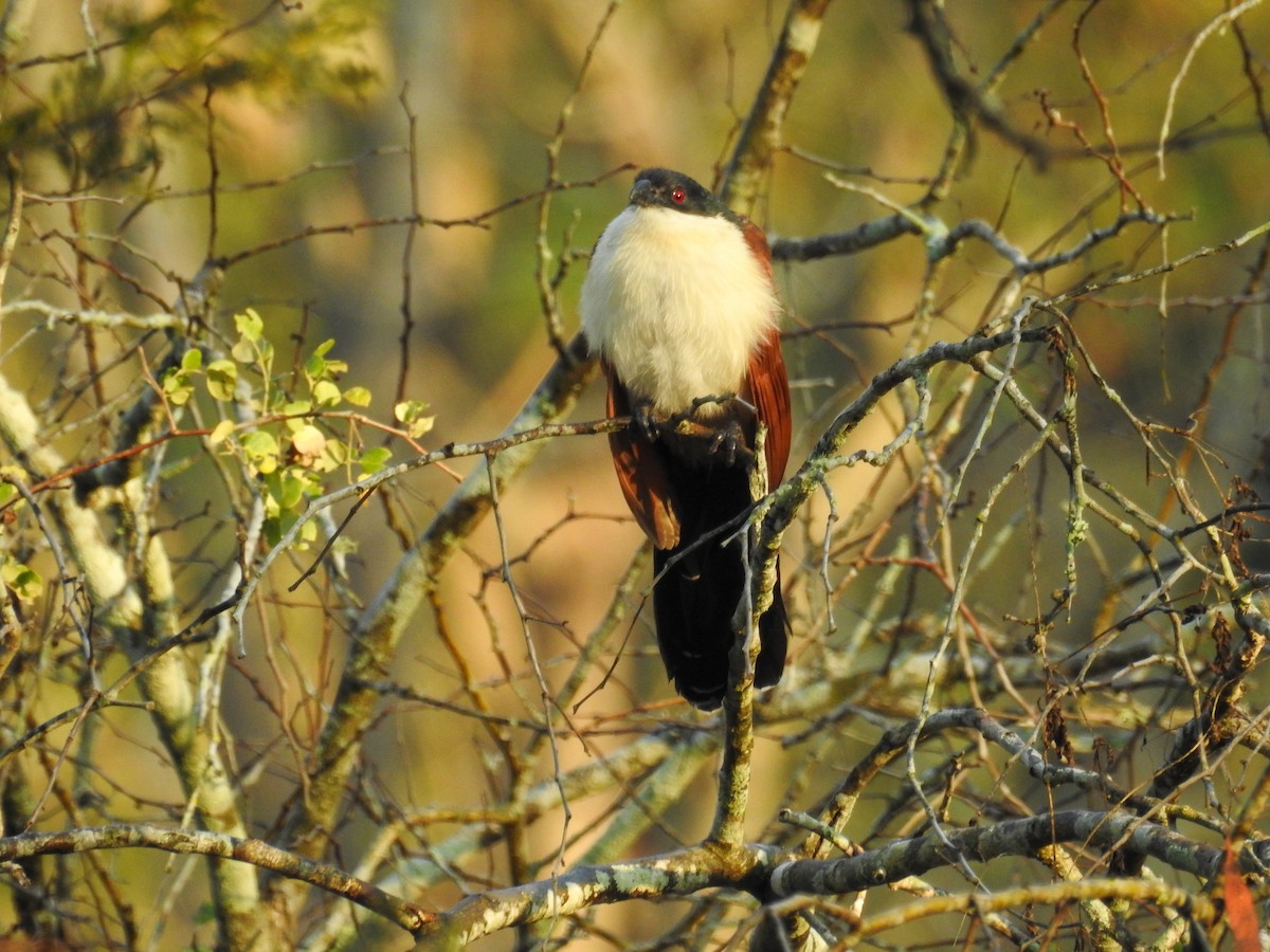 White-browed Coucal (Burchell's) - ML214206131