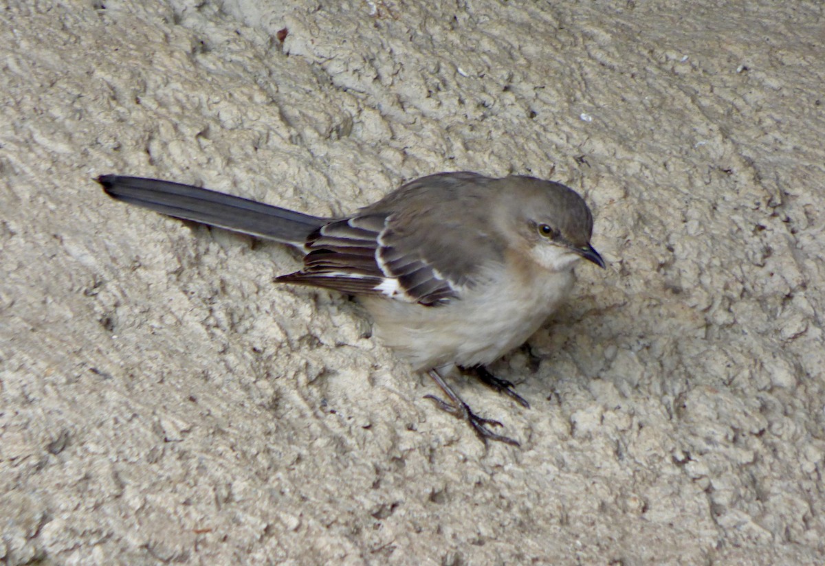 Northern Mockingbird - JC Fazio-Cohen