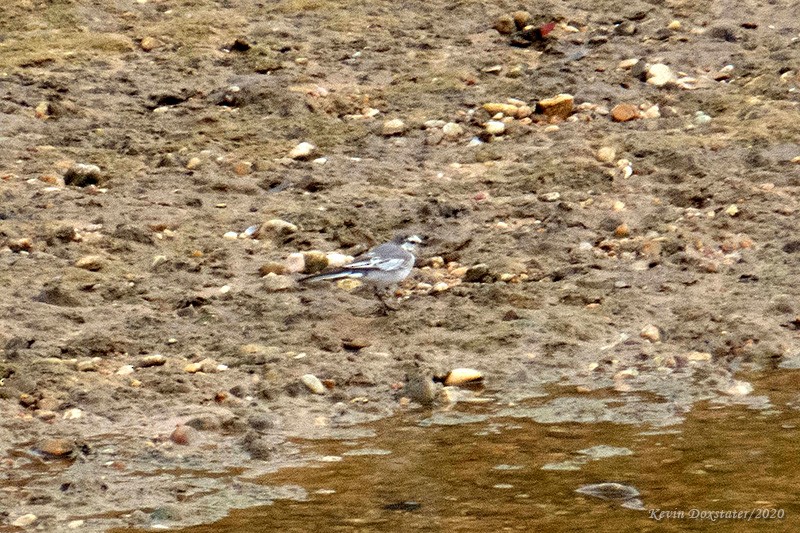 White Wagtail - ML214206911