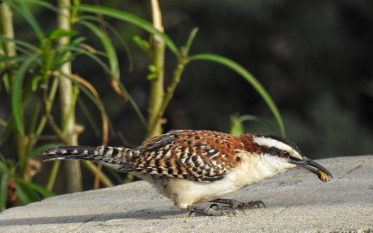 Rufous-naped Wren - ML214207061