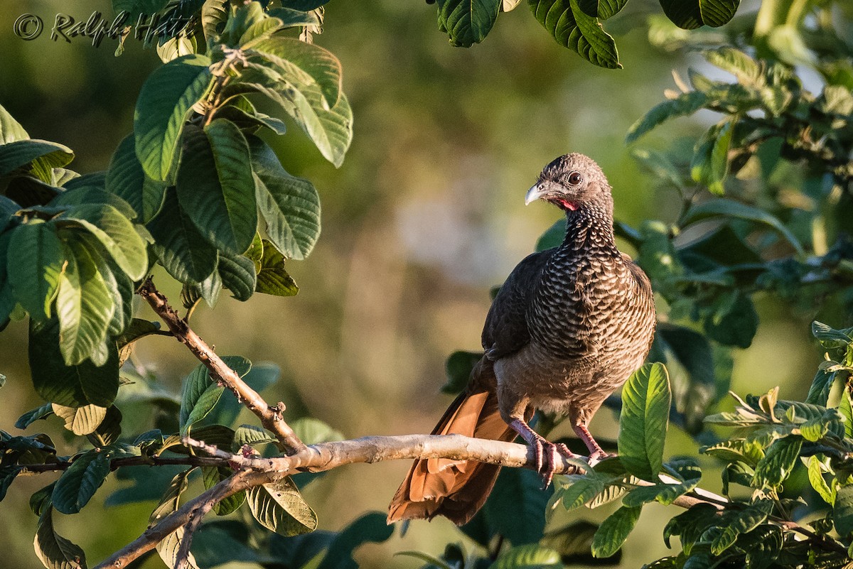 Chachalaca Moteada - ML214207741