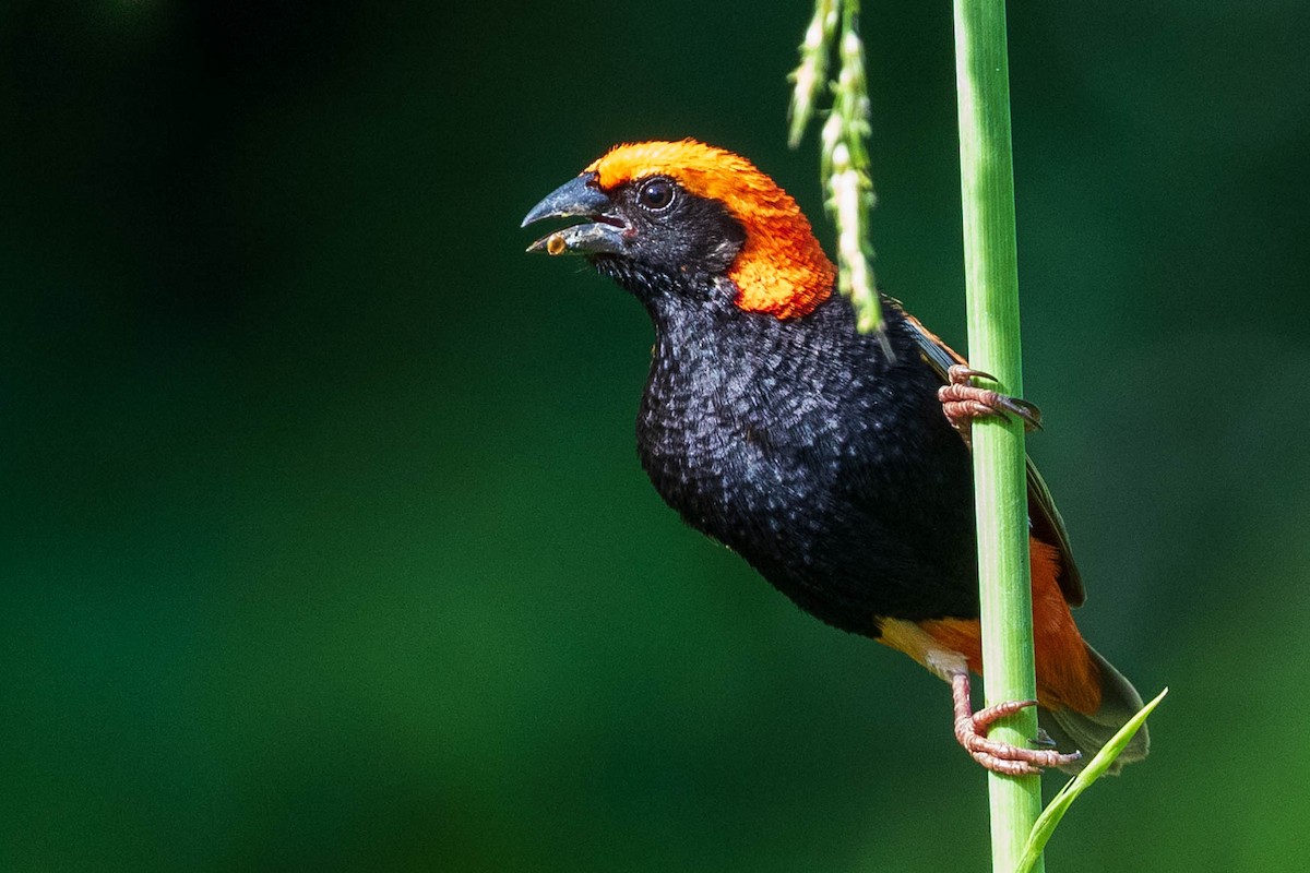 Zanzibar Red Bishop - Michael Ortner