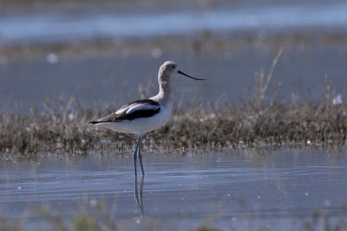 American Avocet - Shlomi Segall