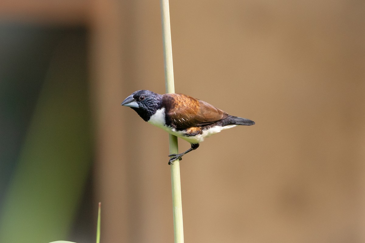 Magpie Mannikin - ML214209121