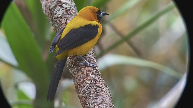 Yellow-backed Oriole - ML214209471