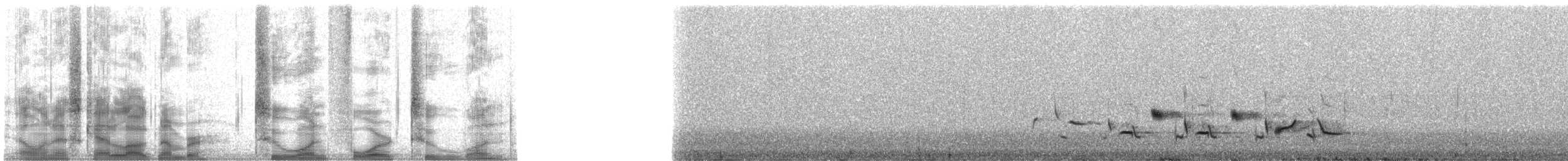 Scott's Oriole - ML21421