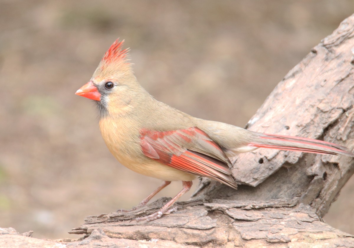 Northern Cardinal - Chris Charlesworth