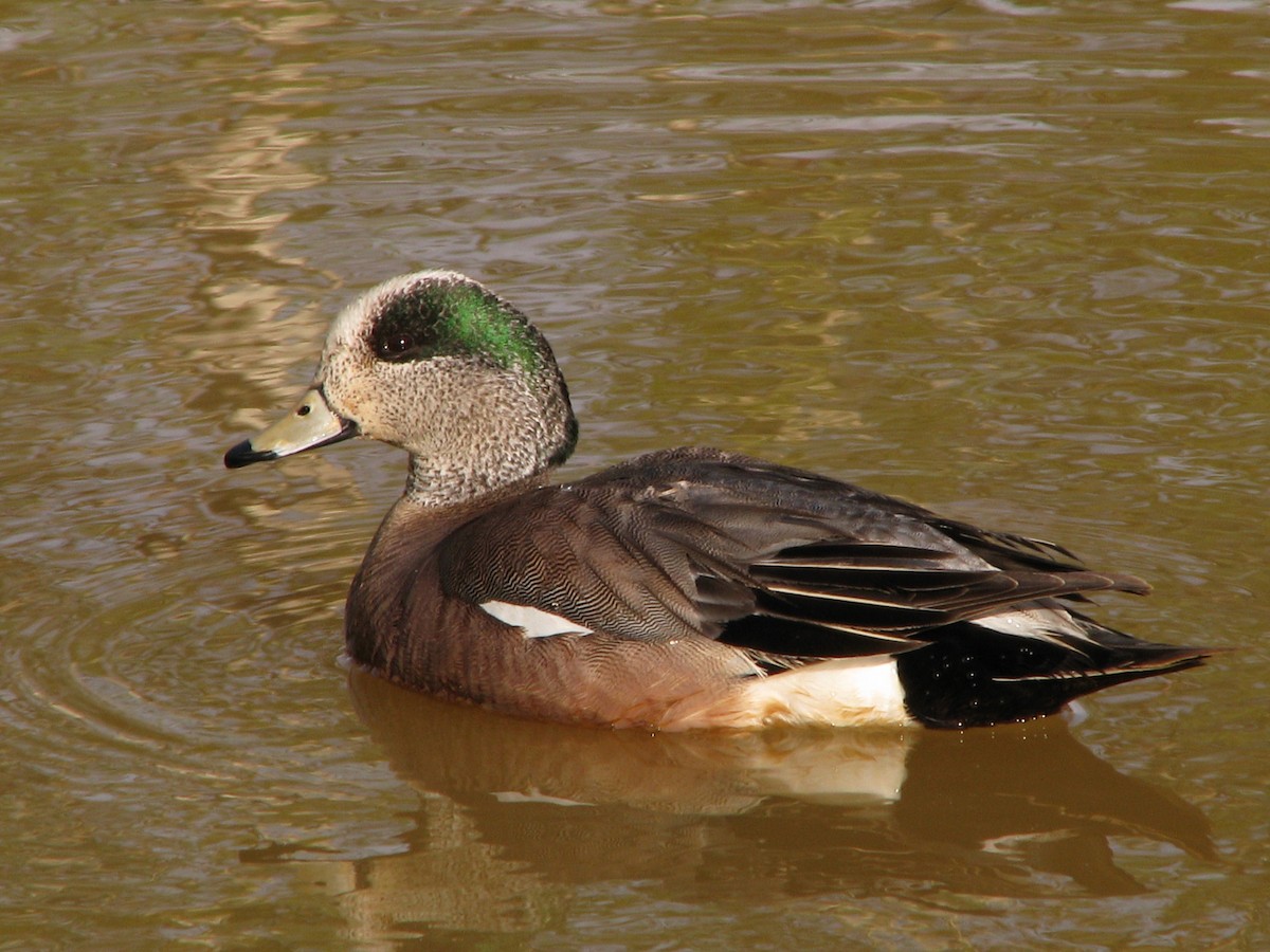 American Wigeon - Jim Law