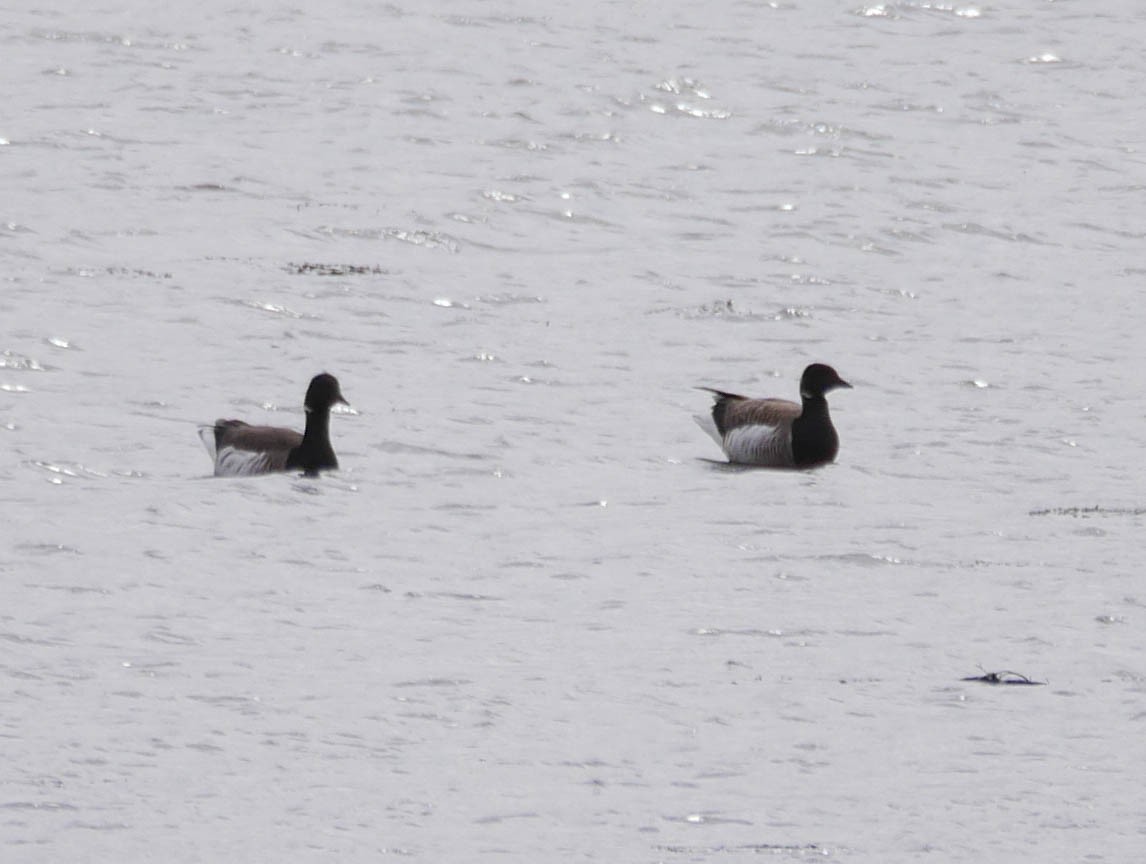 Brant - ML214213261