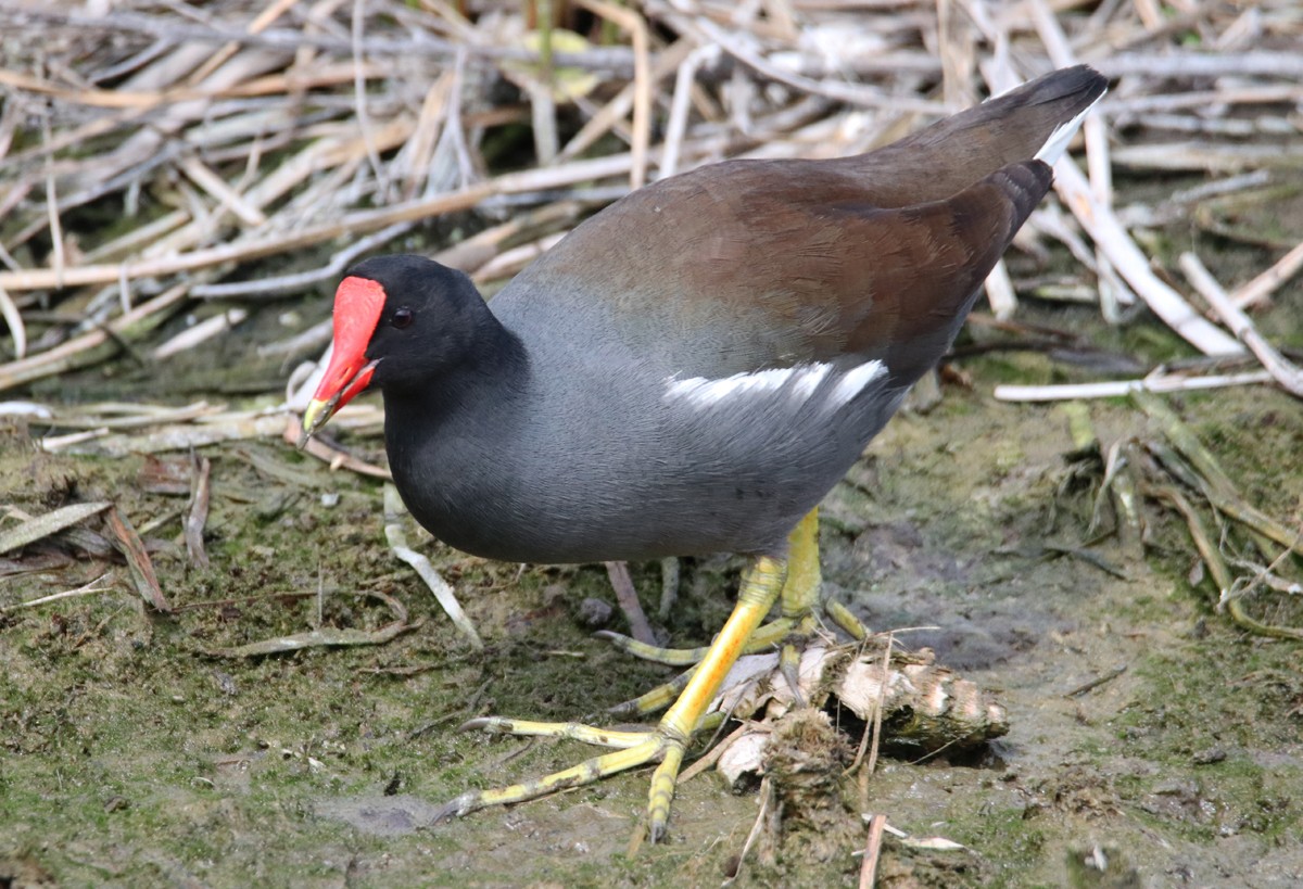 Common Gallinule - Chris Charlesworth