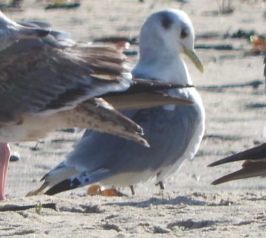 Gaviota Tridáctila - ML214213671