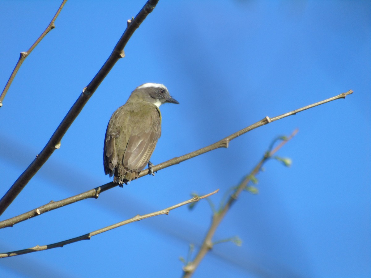 アカボウシヒタキモドキ - ML214215161