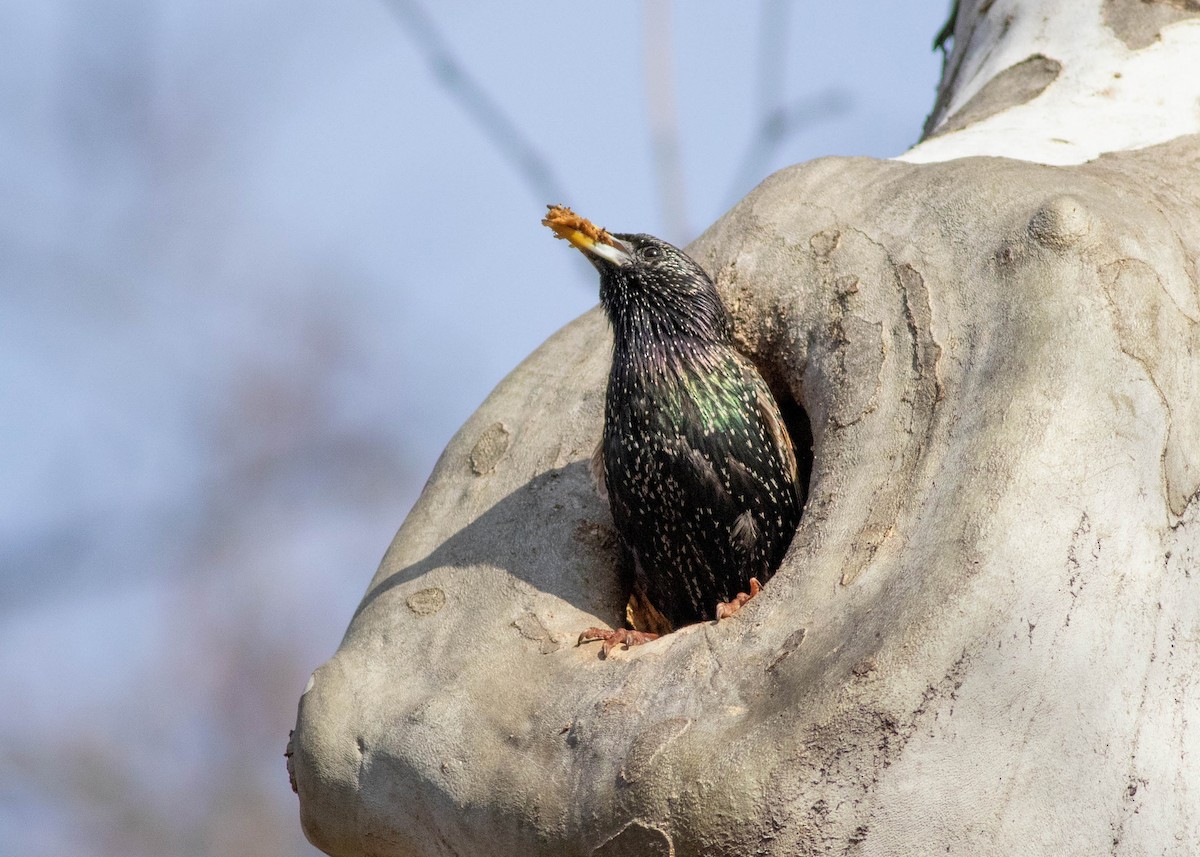 European Starling - Michelle Knoernschild