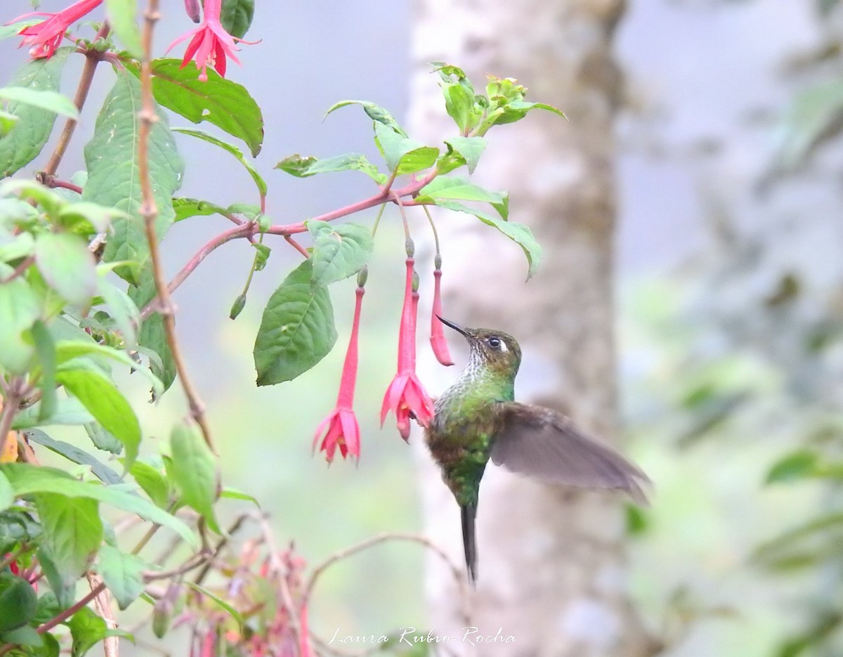 Fleckenbauchkolibri - ML214215421