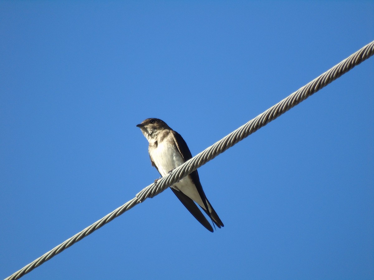 Gray-breasted Martin - ML214216321