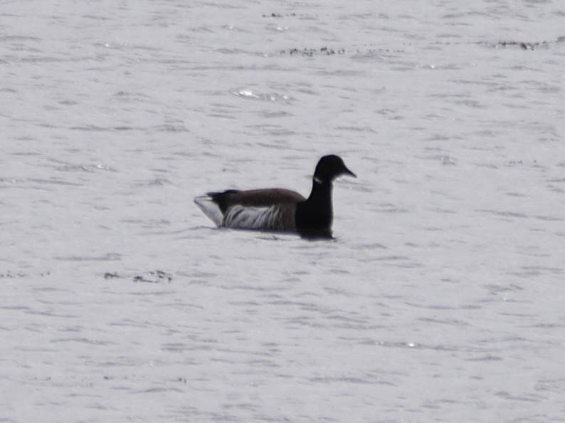 Brant - ML214217361