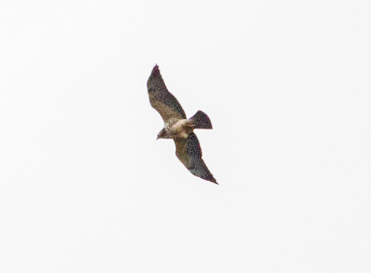 Swainson's Hawk - ML214217431