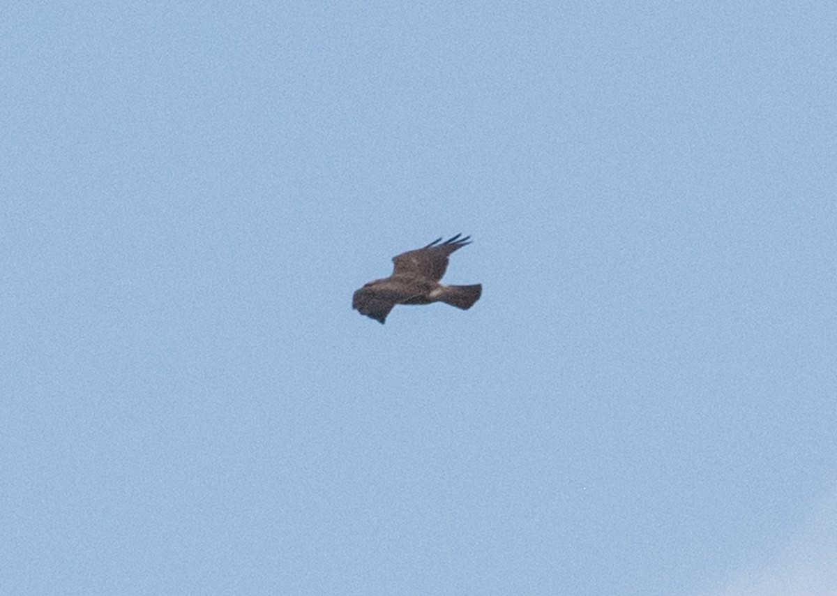 Swainson's Hawk - ML214217461