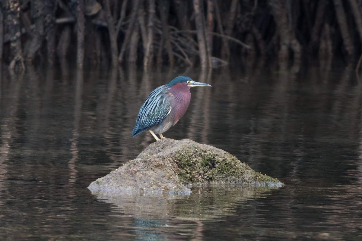 Green Heron - ML214218751