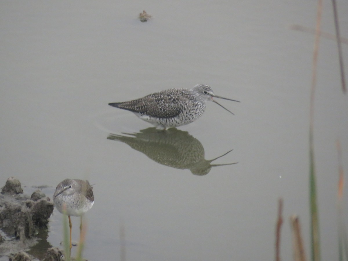 Greater Yellowlegs - Jeremy Miller