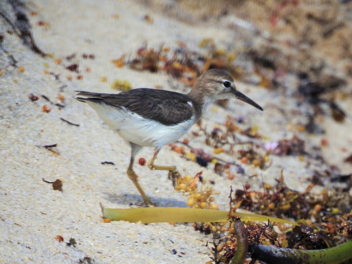 Spotted Sandpiper - ML214219141