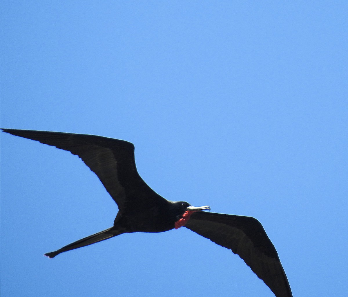Magnificent Frigatebird - ML214219361