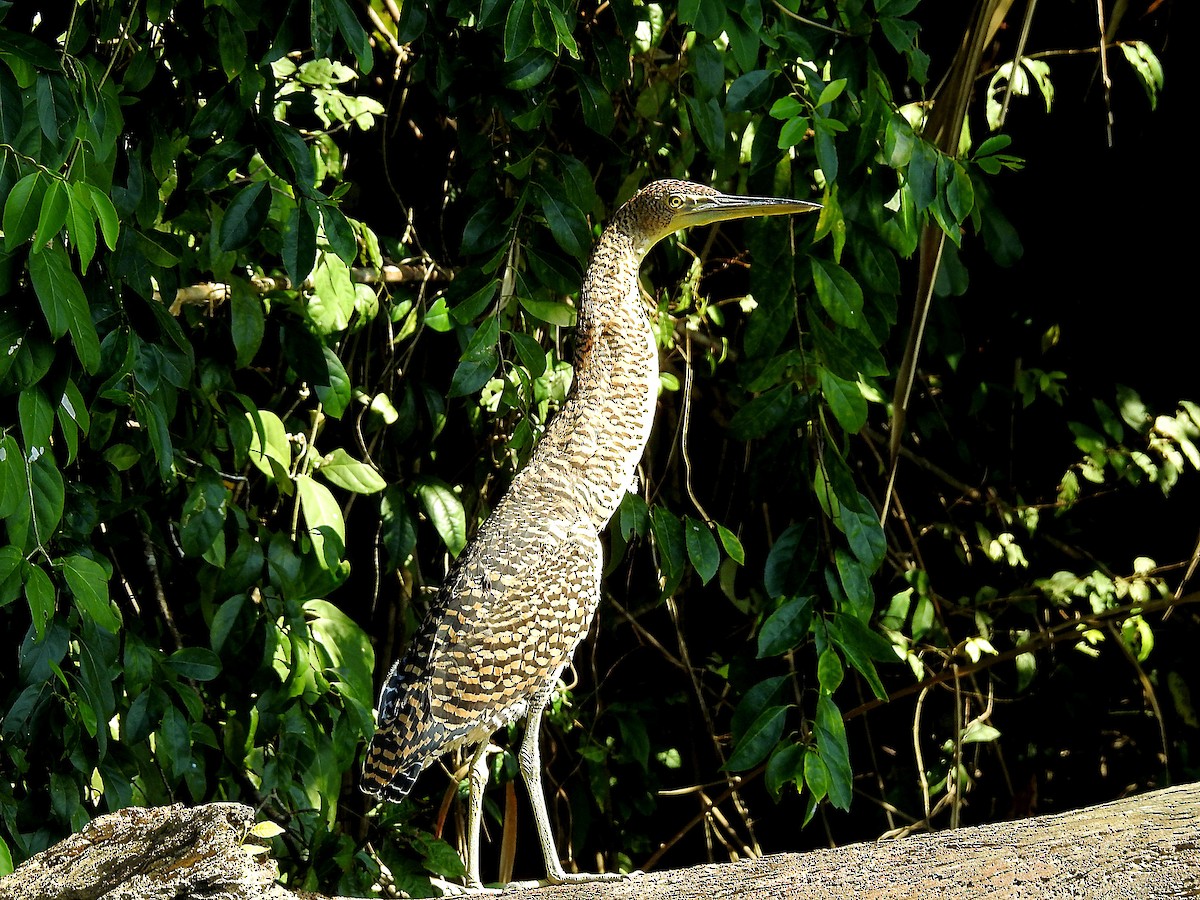 Bare-throated Tiger-Heron - ML214219461