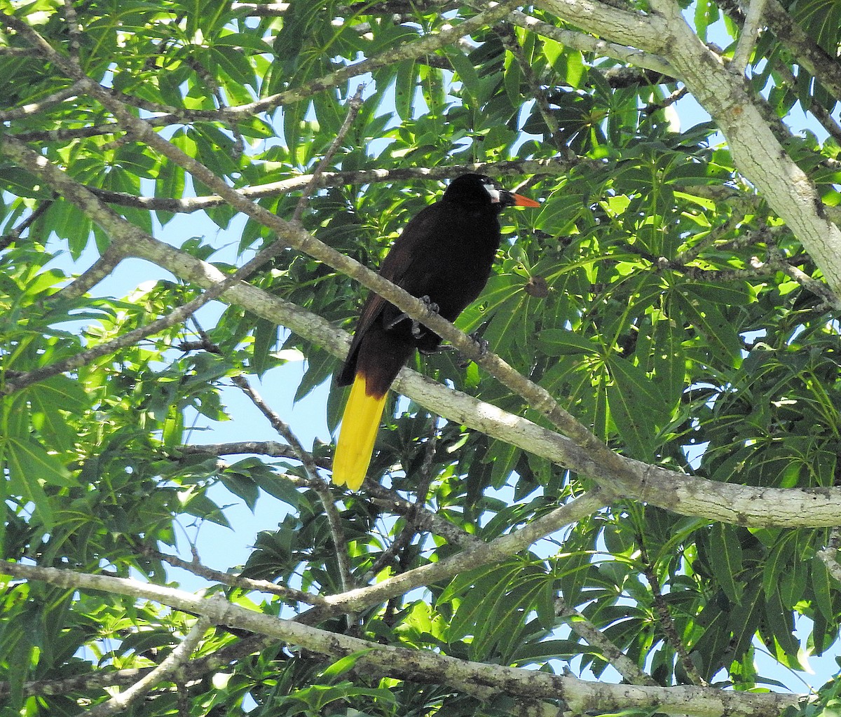 Montezuma Oropendola - ML214219561