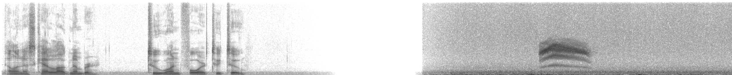 Пятнистый тохи - ML21422