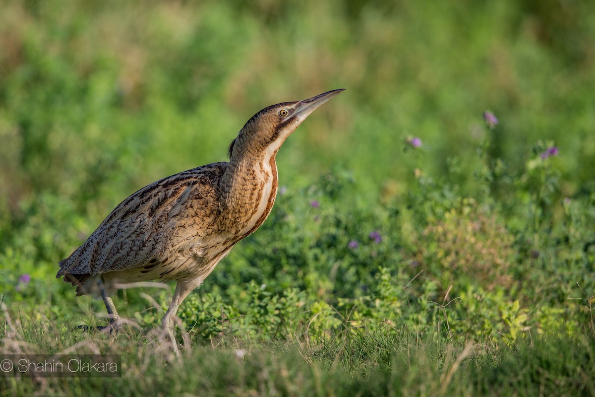 Eurasian Bittern - shahin olakara