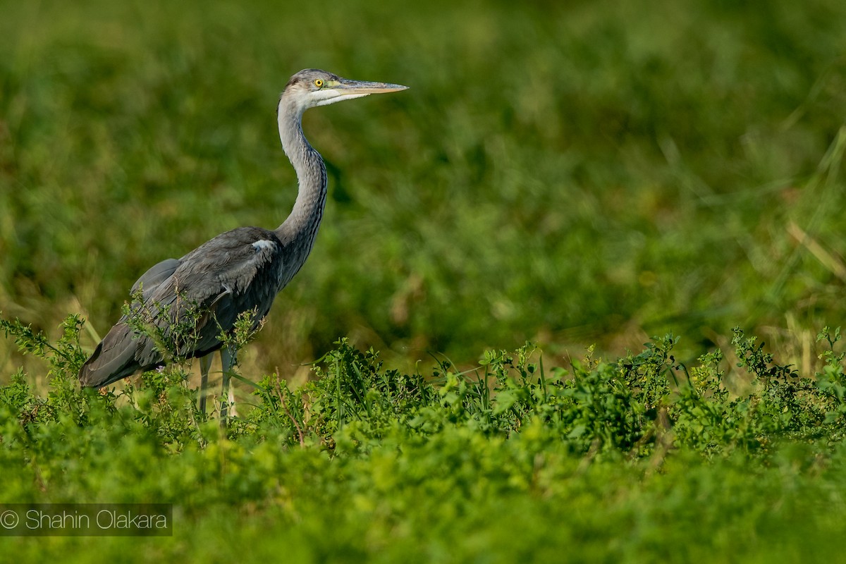 Gray Heron - shahin olakara