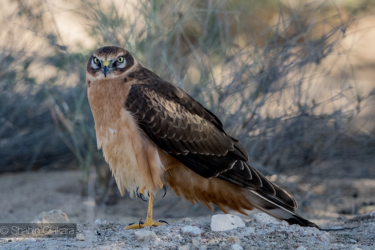 Pallid Harrier - ML21422121