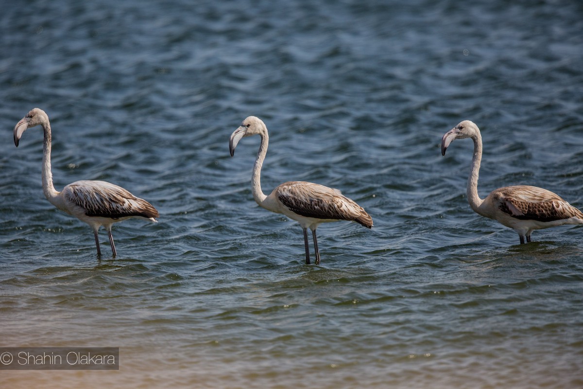 Greater Flamingo - ML21422131