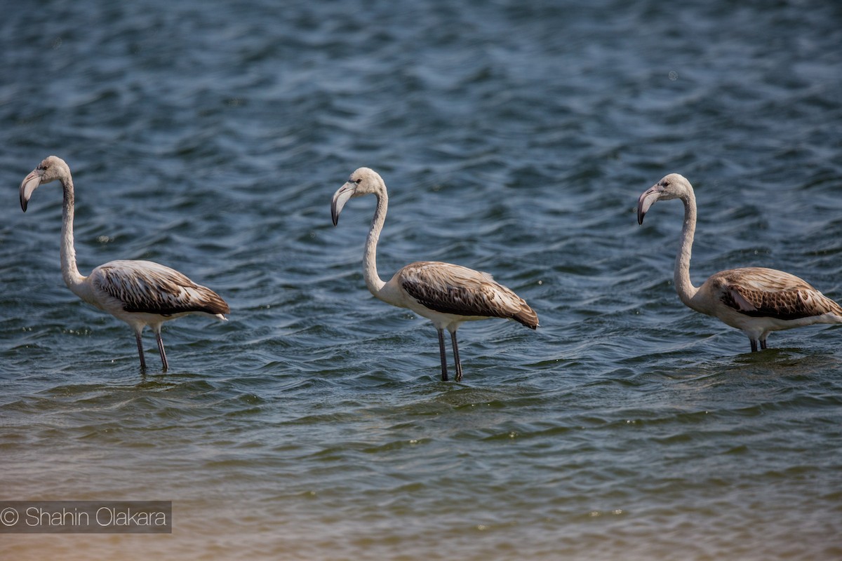 Greater Flamingo - shahin olakara