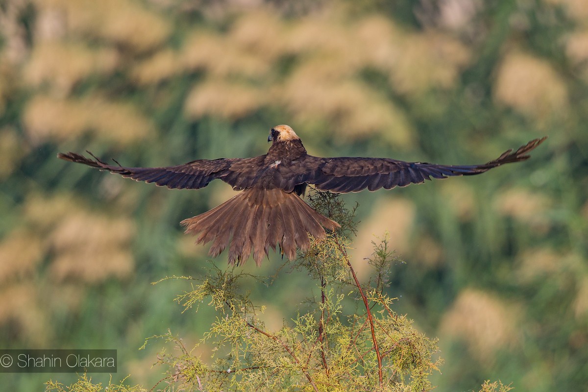 Western Marsh Harrier - ML21422151