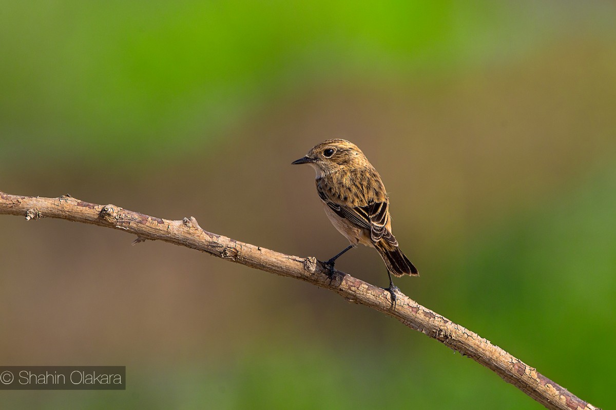 European/Siberian Stonechat - shahin olakara